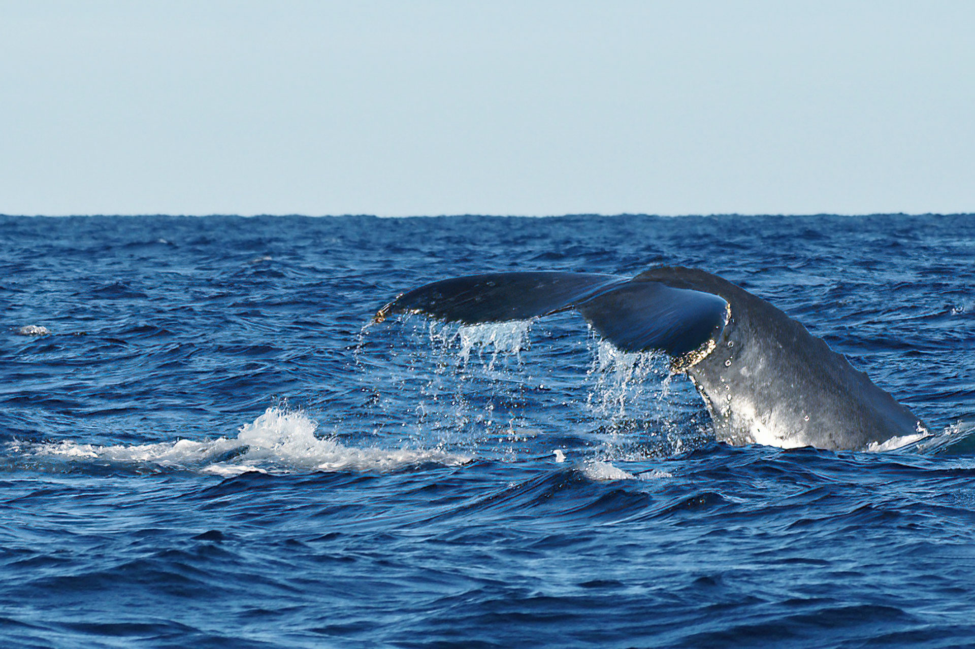 Whale-Watching vor der Küste von Itaty: In großen Gruppen ziehen Buckelwale jedes Jahr in warme, tropische Breiten um dort ihre Jungtiere zur Welt zu bringen.